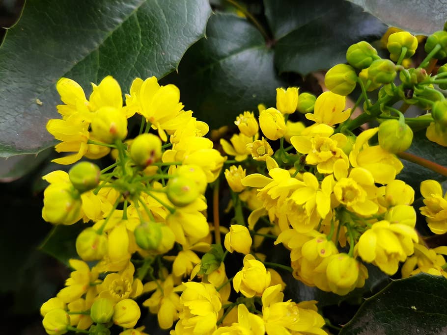 Makro-Aufnahme einer gelben Blume.