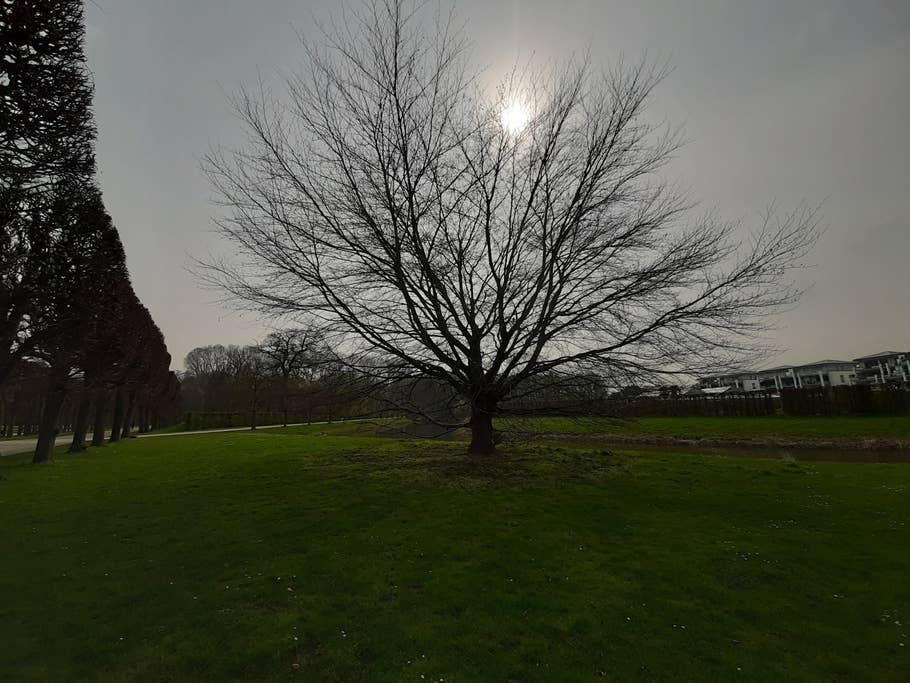 Foto eines Baumes gegen die sonne fotografiert.