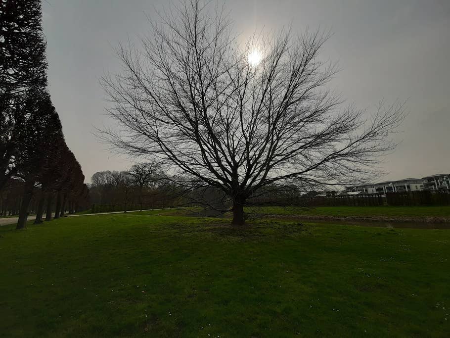 Bei Gegenlicht stößt die Triple-Kamera n ihre Grenzen. Der Effekt ist dennoch schön anzusehen. Foto eines Baumes gegen die sonne fotografiert.