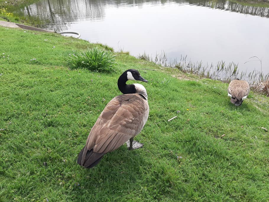 Foto einer Gans. Aufgenommen im Automatik-Modus. Foto einer Gans. Aufgenommen im Automatik-Modus.