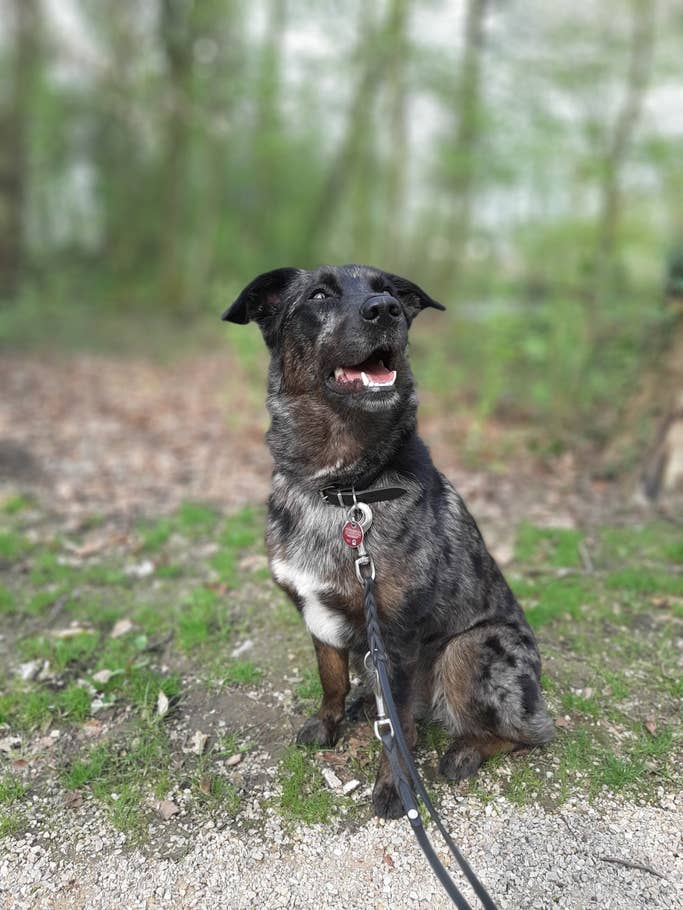 Foto mit der Triple-Kamera und zugeschaltetem Bokeh. Foto eines Hundes. Der Hintergrund ist verschwommen.