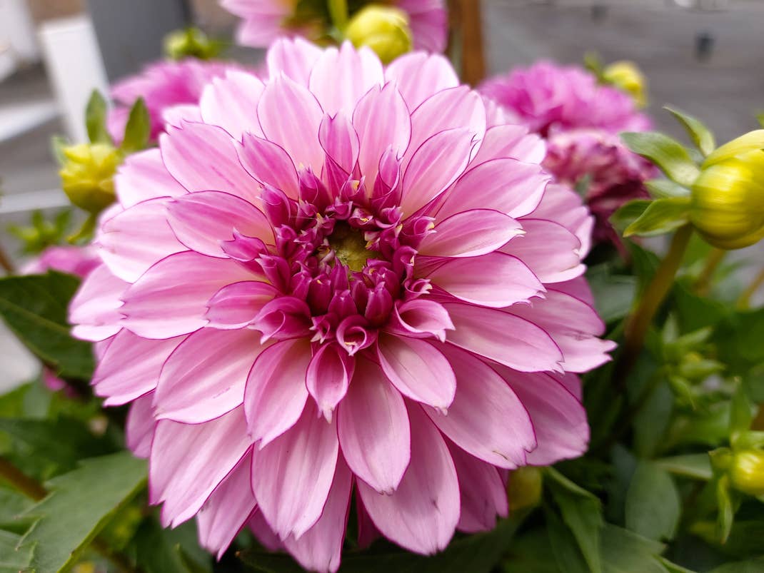 Blume, aufgenommen mit dem Samsung Galaxy A80 im Test