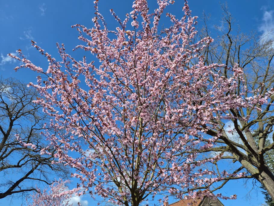 Samsung Galaxy S26 Testfoto