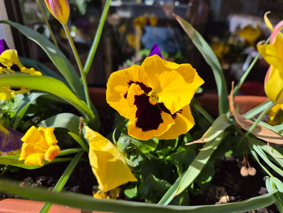 Samsung Galaxy S26 Testfoto