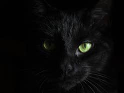 Schwarze Katze vor schwarzem Hintergrund.