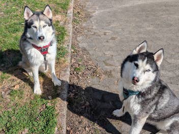 Zwei Huskys mit smarten Halsbändern und Geschirren