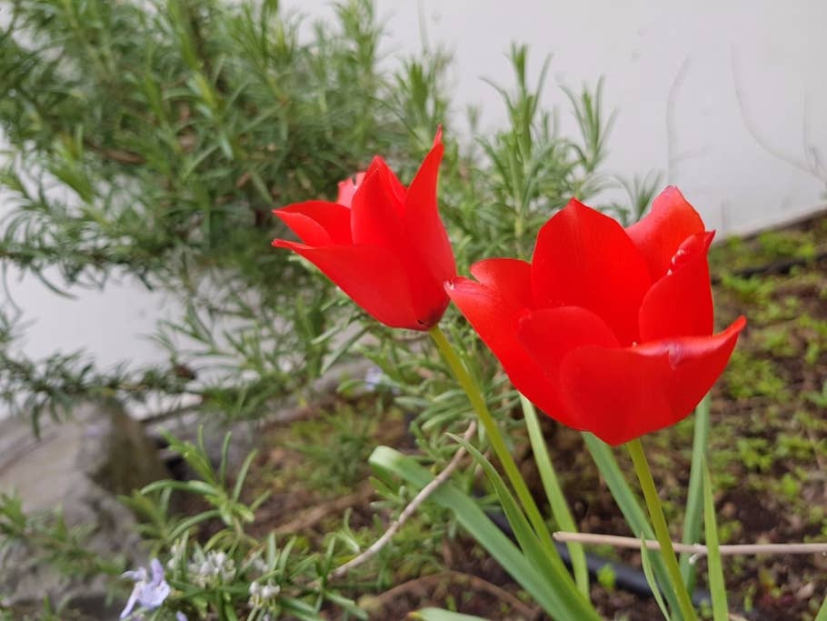 Testbilder des Samsung Galaxy S8+