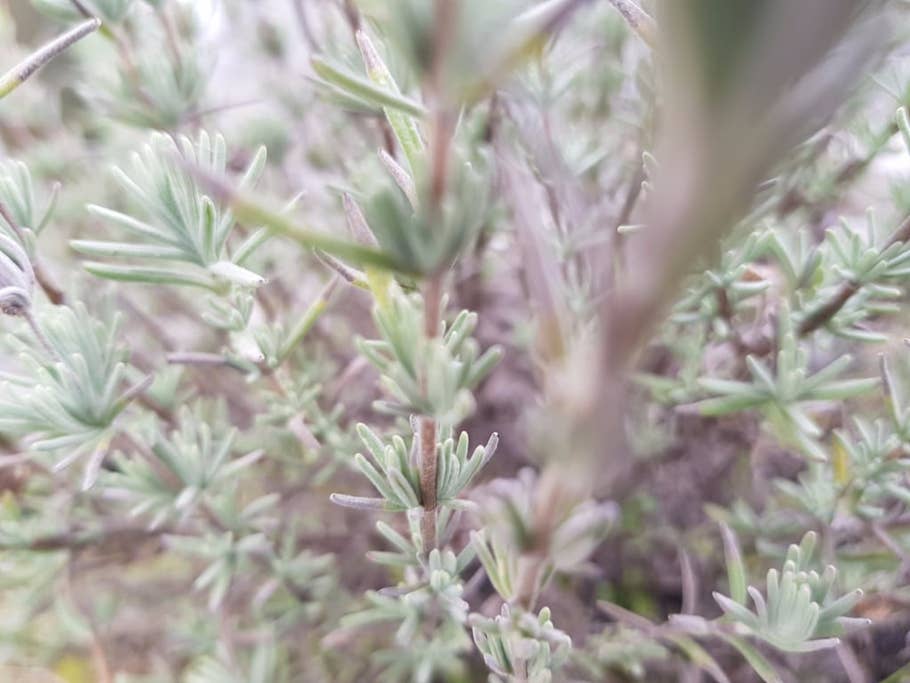 Testbilder des Samsung Galaxy S8+