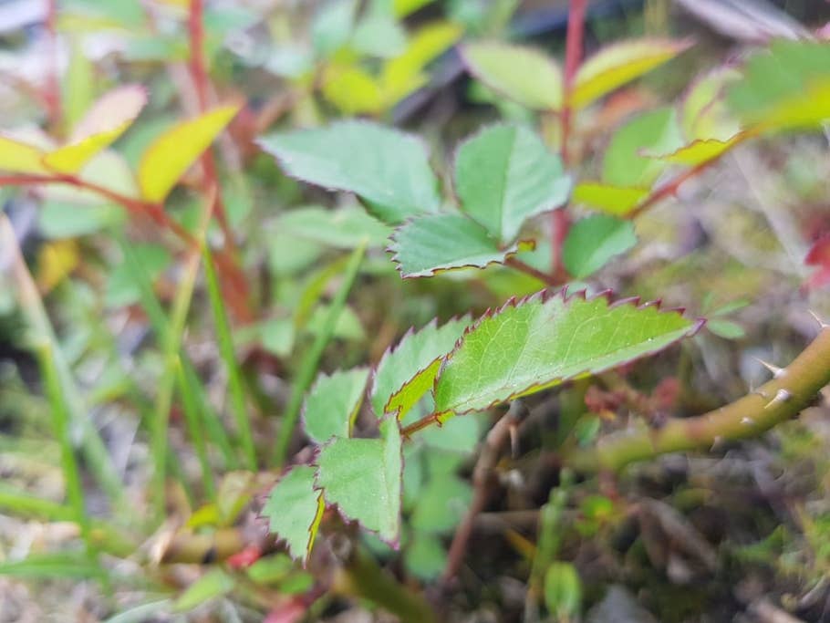 Testbilder des Samsung Galaxy S8+