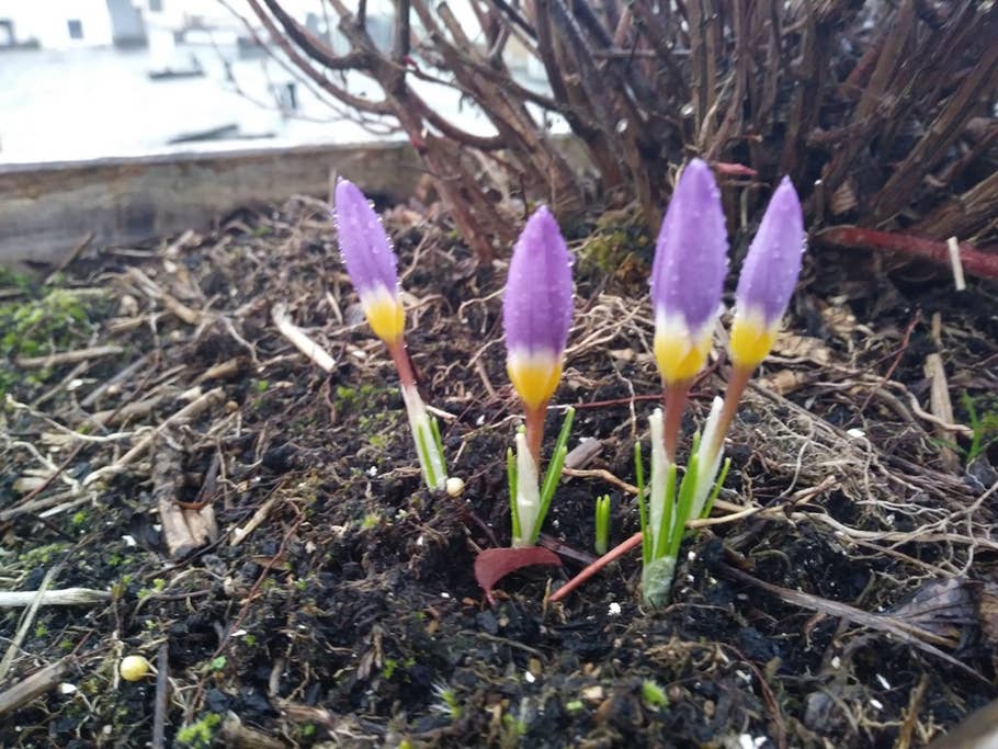 Testbilder vom LG K8 (2017)