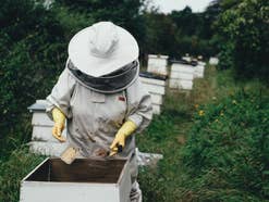 Ein Imker holt Honig aus einem Bienenstock.