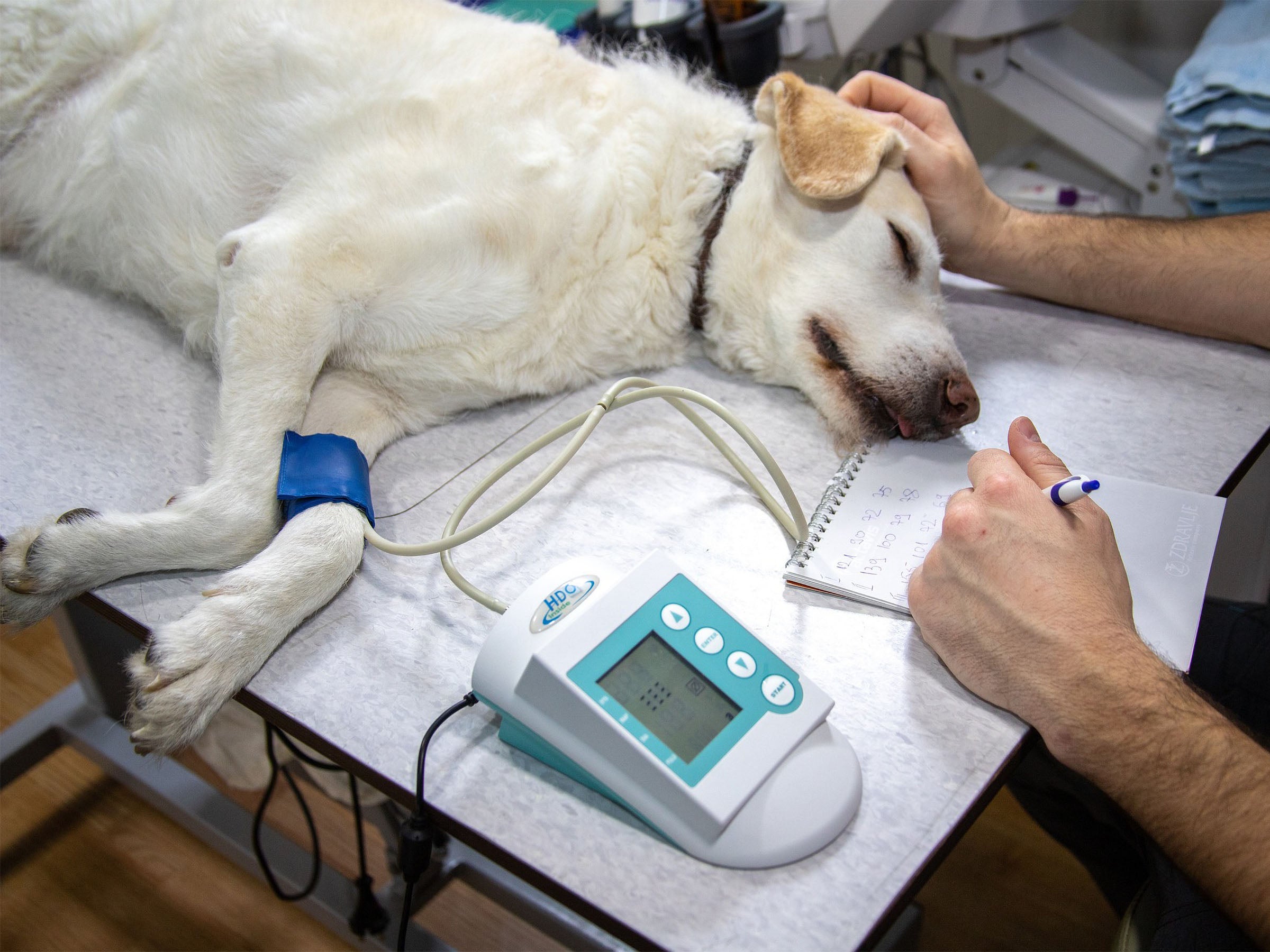 #Tiermedizin 2.0: So verändert sich die Versorgung deiner Haustiere