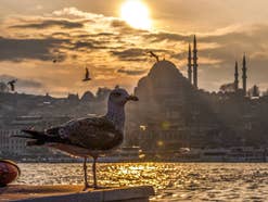 Stimmungsbild: Möwe vor türkischem Minarett