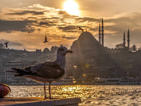 Stimmungsbild: Möwe vor türkischem Minarett