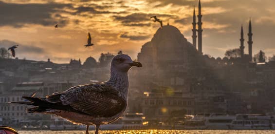 Stimmungsbild: Möwe vor türkischem Minarett