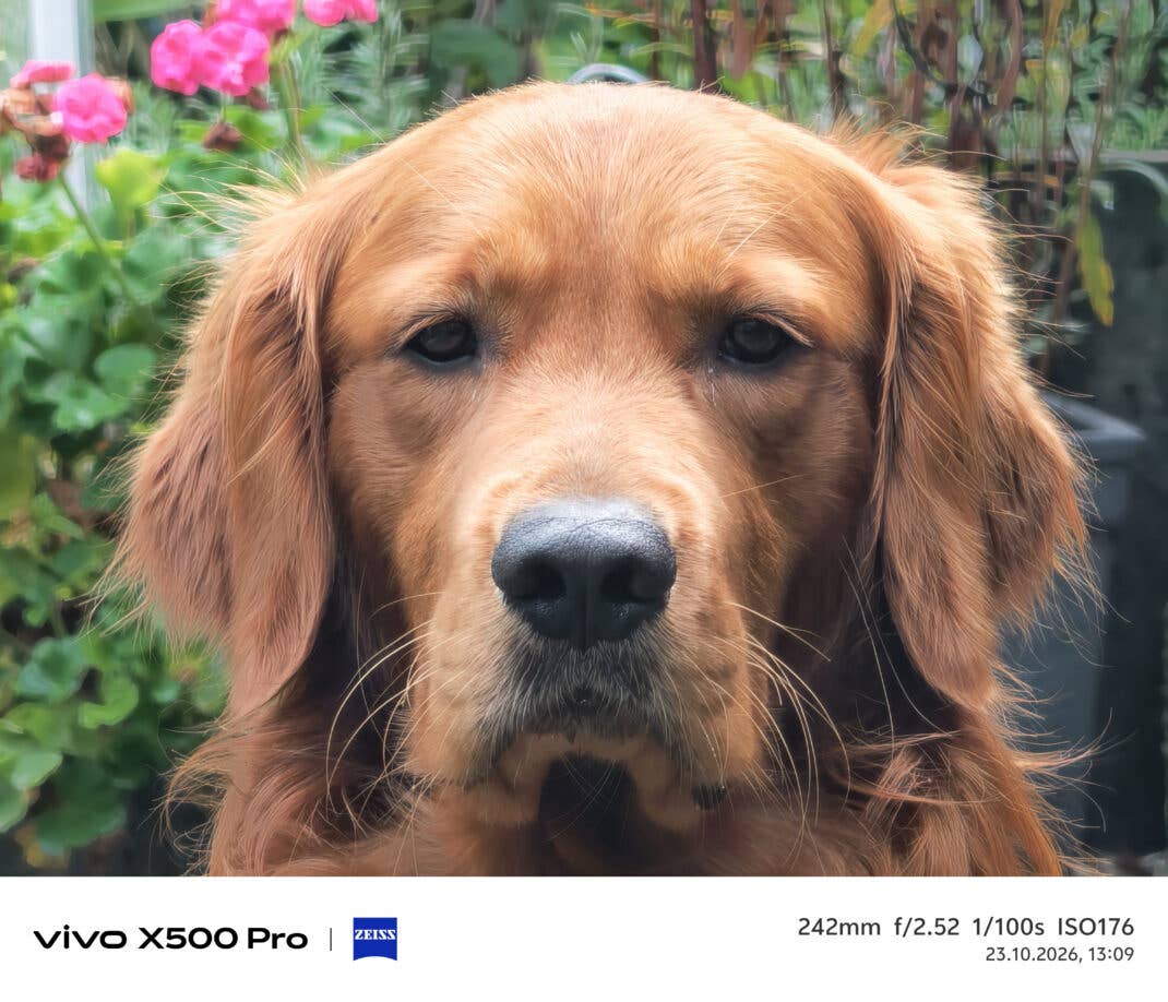 Testfoto Vivo X500 Pro - Hund