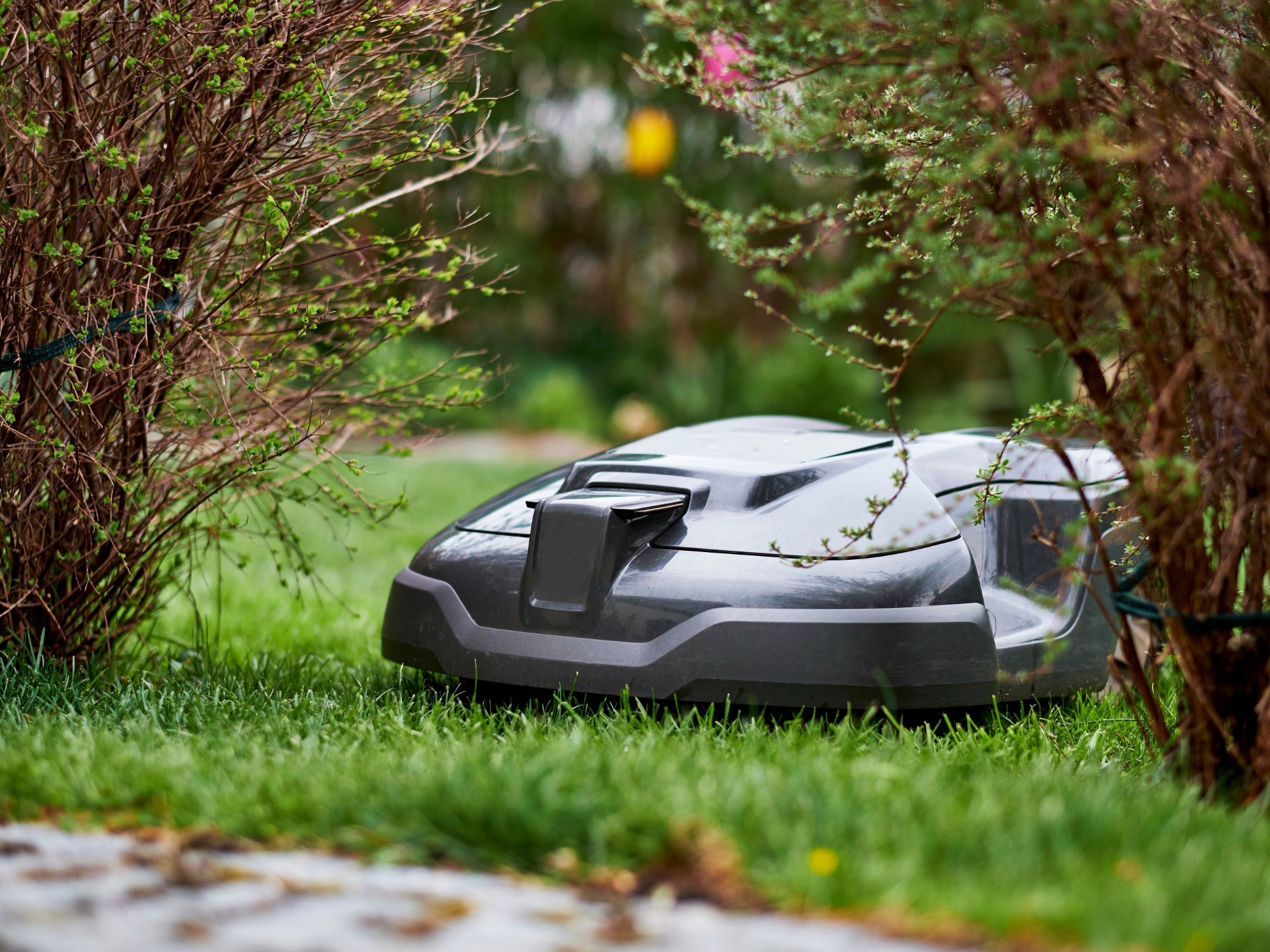 Nur ein Zeitpunkt ist richtig: Sollte der Rasen vor oder nach dem Regen gemäht werden?