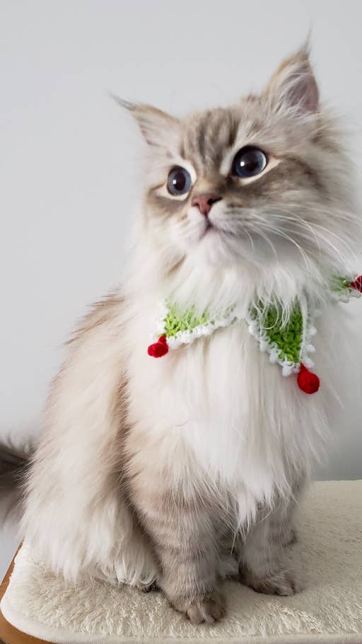 Eine weiß-graue Katze mit langem Fell, großen Augen und Weihnachtsschmuck um den Hals.