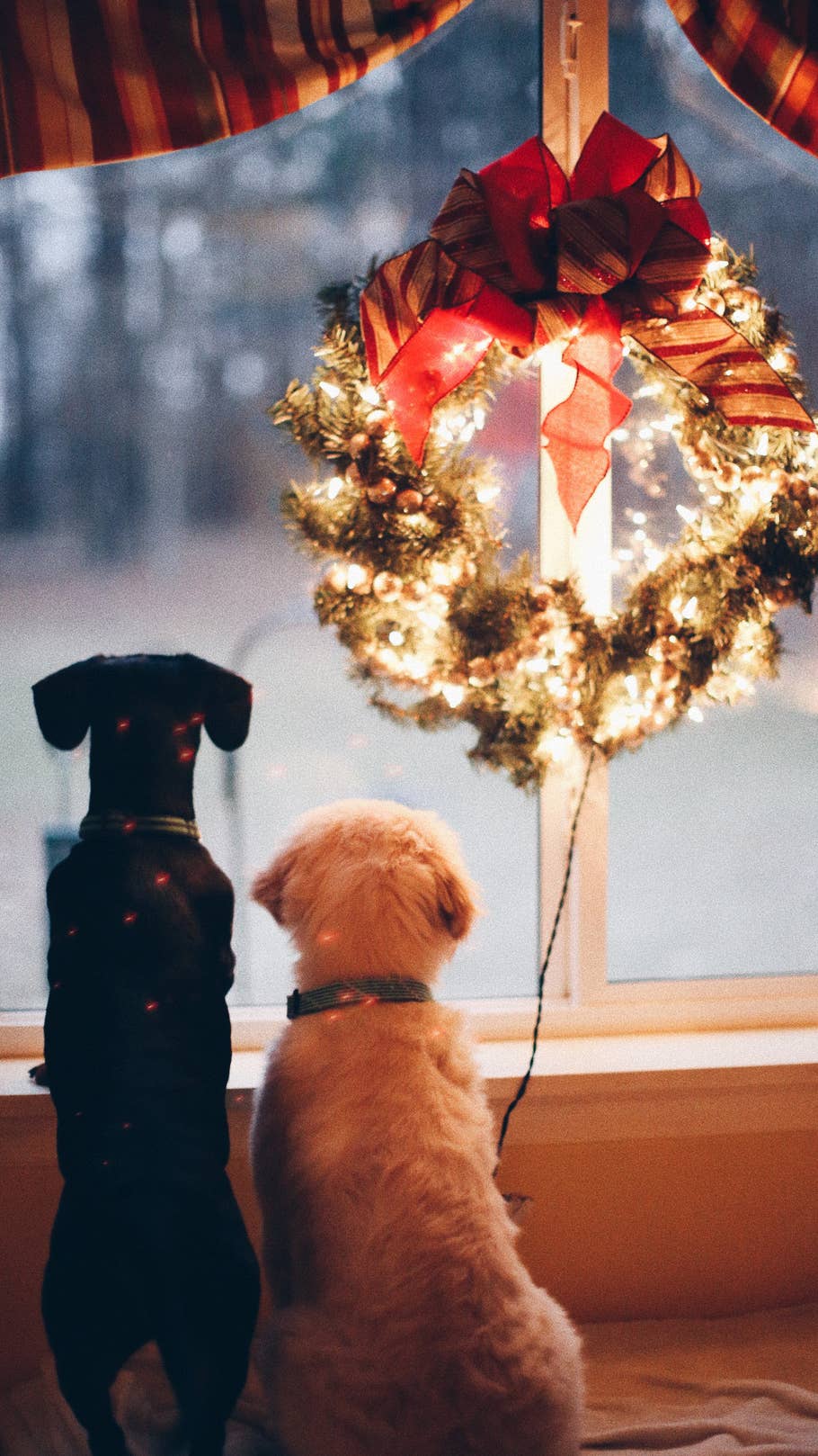 Zwei Hunde sitzen vor einem weihnachtlich geschmückten Fenster und schauen raus.