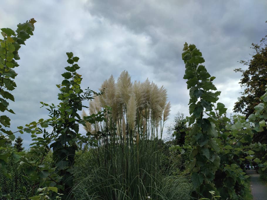 So werden feine Details deutlich schärfer dargestellt...