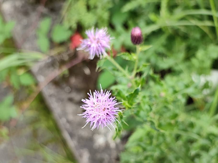 Zum Vergleich ein heran gezoomtes Foto mit der normalen Kamera