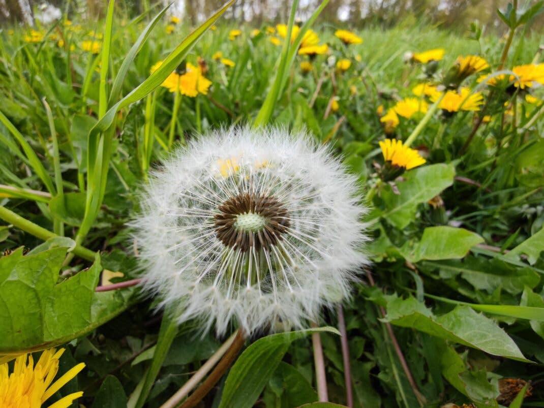 Ein Makro-Foto mit dem Ultraweitwinkel-Objektiv