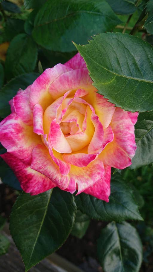 xperia z5 premium 1