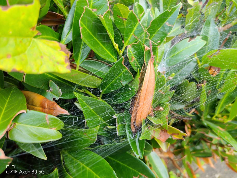 ZTE Axon 30 5G - die Kamera