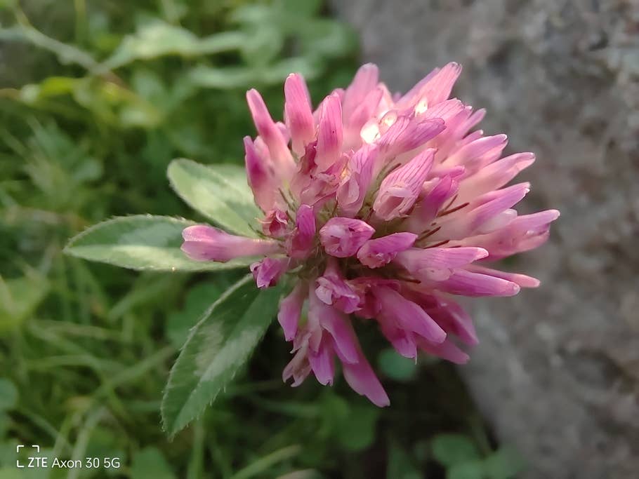 ZTE Axon 30 5G - die Kamera