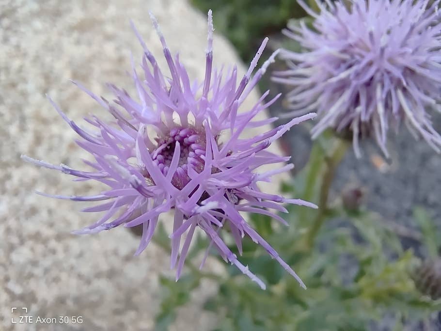 ZTE Axon 30 5G - die Kamera