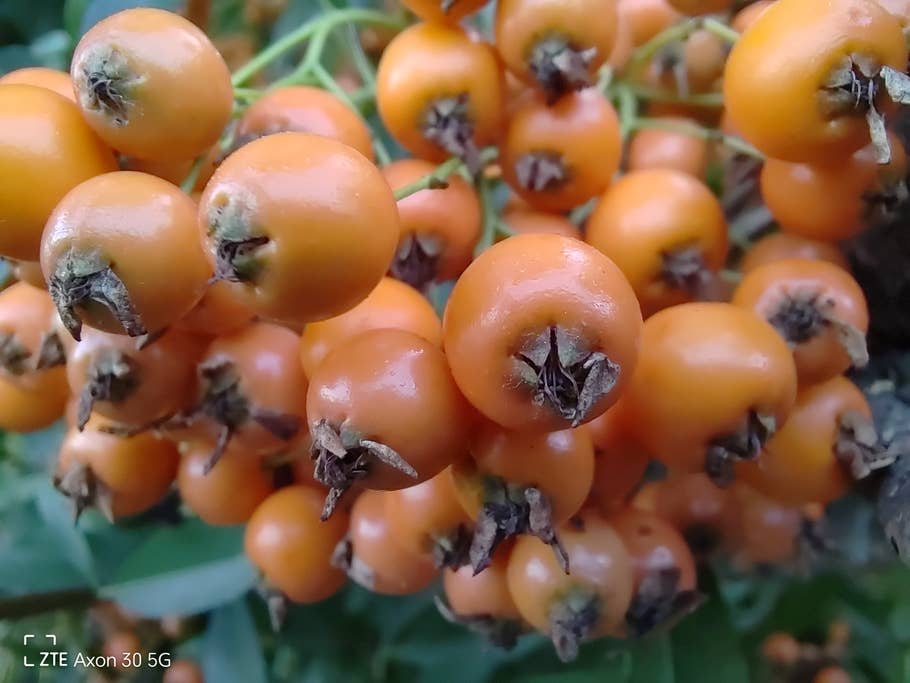 ZTE Axon 30 5G - die Kamera